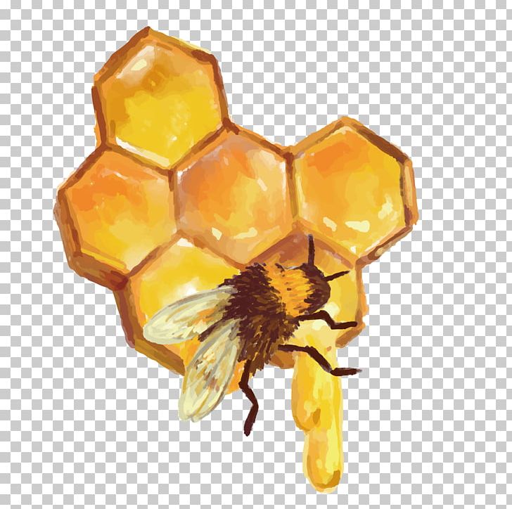 Beehive Honeycomb Honey Bee PNG, Clipart, Animals, Apiary, Bee Hive, Bees, Bees Honey Free PNG Download
