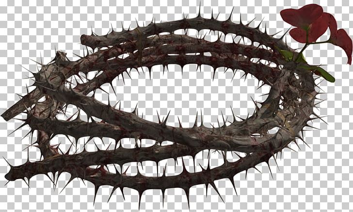 Crown Of Thorns Thorns PNG, Clipart, 3d Computer Graphics, 3ds, Autodesk 3ds Max, Blender, Crown Of Thorns Free PNG Download
