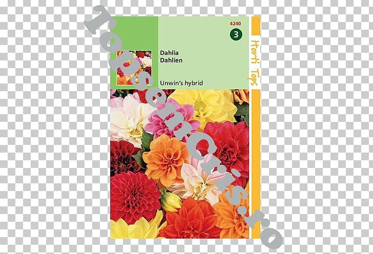 Dahlia Floral Design Unwins Seeds Cut Flowers PNG, Clipart, Cut Flowers, Dahlia, Dalia, Flora, Floral Design Free PNG Download