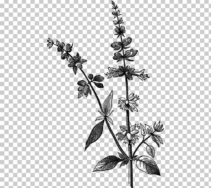 Holy Basil Herb Thai Cuisine Thai Basil PNG, Clipart, Basil, Black And White, Branch, Drawing, Duck Waffle Free PNG Download