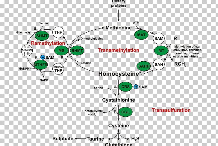 Homocystinuria Cystathionine Beta Synthase Enzyme Methionine Betaine PNG, Clipart, Area, Brand, Chromosome, Cofactor, Cystathionine Free PNG Download