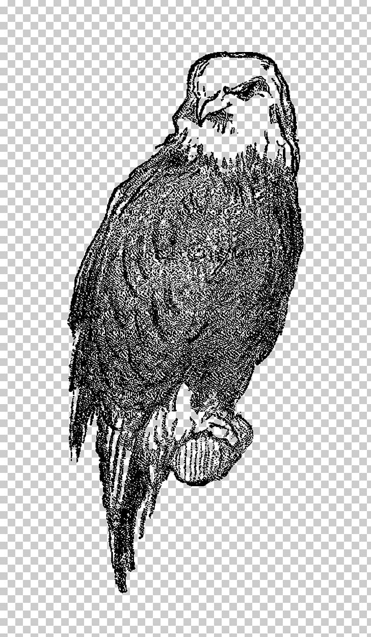 Owl Bald Eagle Drawing PNG, Clipart, American Simplicity, Animals, Art, Bald Eagle, Beak Free PNG Download