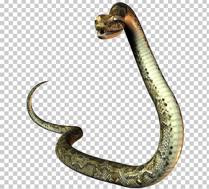 President Of The United States Snake Mustela Natural-born-citizen Clause PNG, Clipart, Animals, Barack Obama, Boa Constrictor, Boas, Donald Trump Free PNG Download