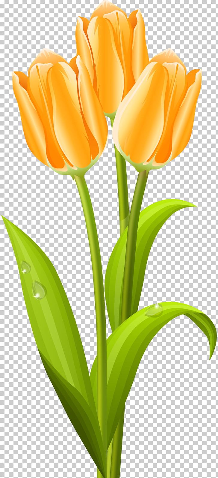 Tulip Flower Bouquet PNG, Clipart, Bud, Clip Art, Cut Flowers, Floral Design, Floristry Free PNG Download
