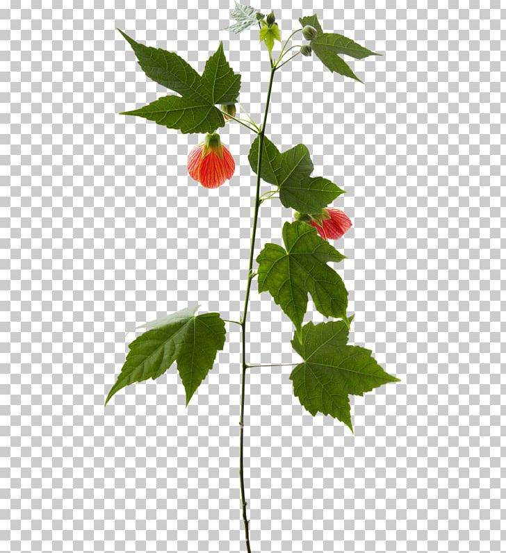 Twig Plant Stem Leaf Strawberry PNG, Clipart, Branch, Fruit, Leaf, Plant, Plant Stem Free PNG Download