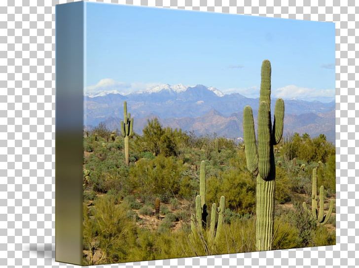 Biome Shrubland Vegetation Landscape Citroën Cactus M PNG, Clipart, Biome, Cactaceae, Cactus, Caryophyllales, Ecosystem Free PNG Download