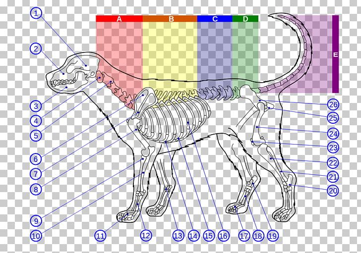 Dog Anatomy Vertebral Column Thoracic Vertebrae PNG, Clipart, Anatomy,  Angle, Animals, Carnivoran, Cartoon Free PNG Download
