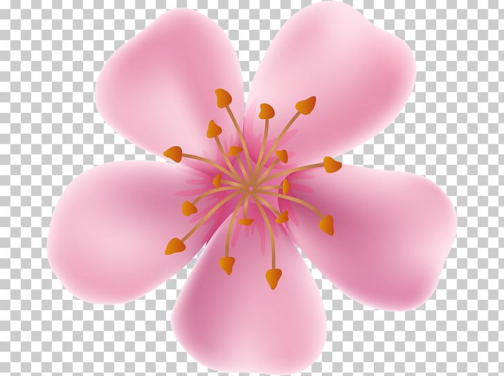Drawing Flower PNG, Clipart, Art, Bloom, Blossom, Cherry Blossom, Clip Free PNG Download