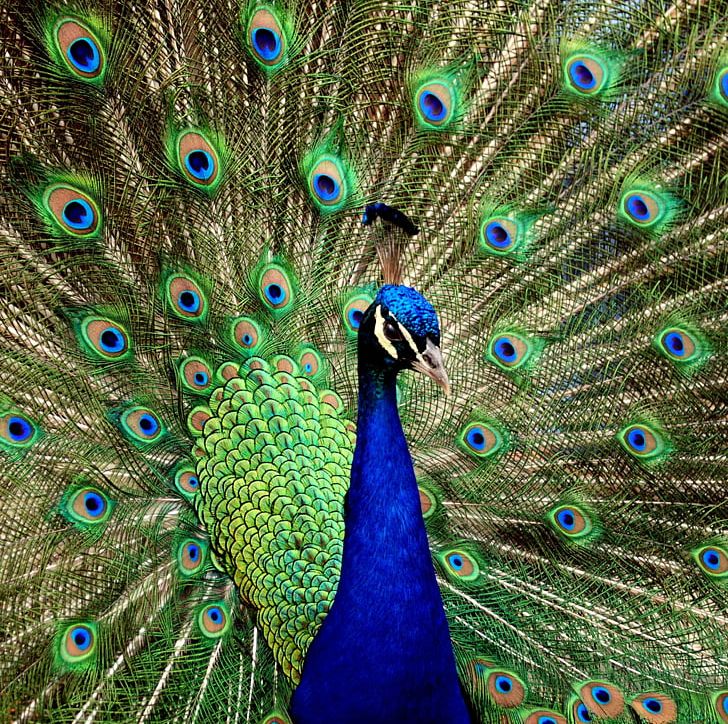 Peafowl High-definition Video Desktop 1080p PNG, Clipart, 4k Resolution, 1080, Animals, Asiatic Peafowl, Beak Free PNG Download