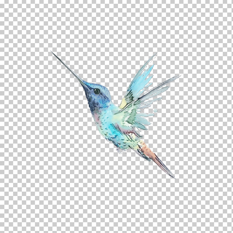 Feather PNG, Clipart, Beak, Feather, Hummingbirds, Paint, Watercolor Free PNG Download