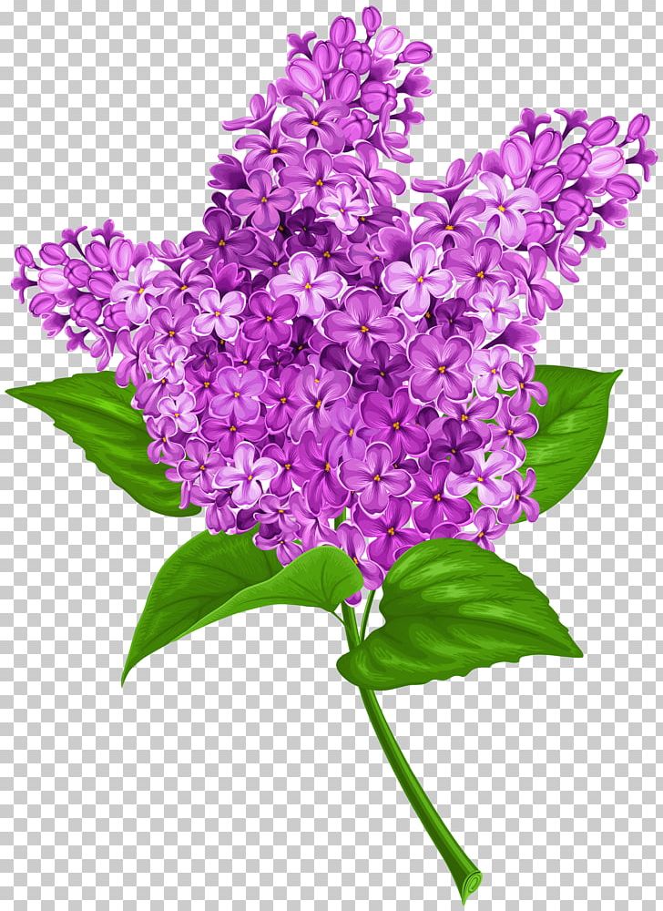 Common Lilac Flower PNG, Clipart, Annual Plant, Clip Art, Common Lilac, Cut Flowers, Drawing Free PNG Download