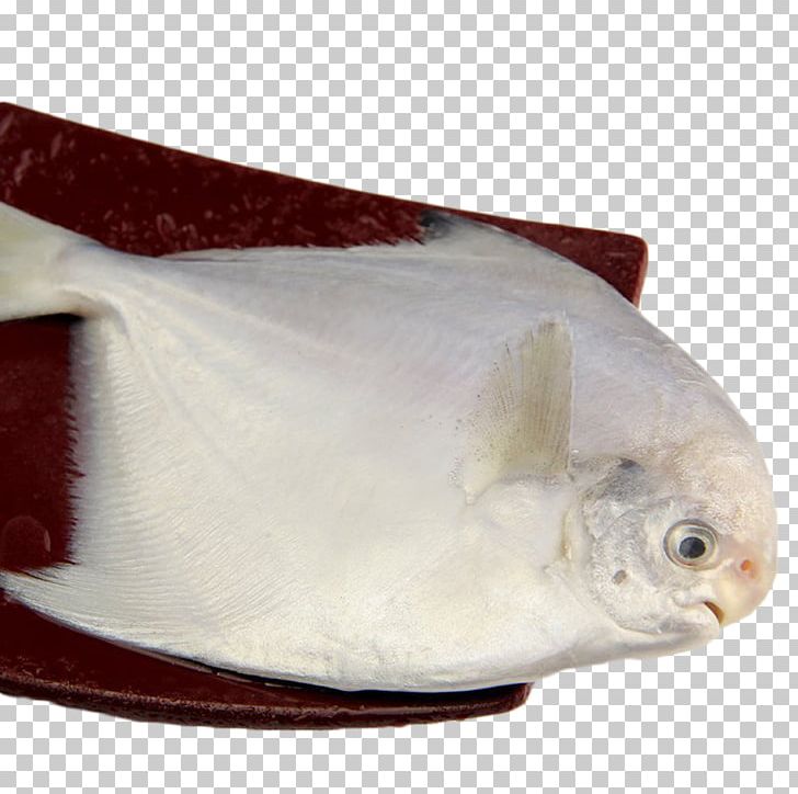 Deep Sea Fish Pampus Argenteus PNG, Clipart, Bream, Common Bream, Deep Sea, Deep Sea Fish, Fauna Free PNG Download