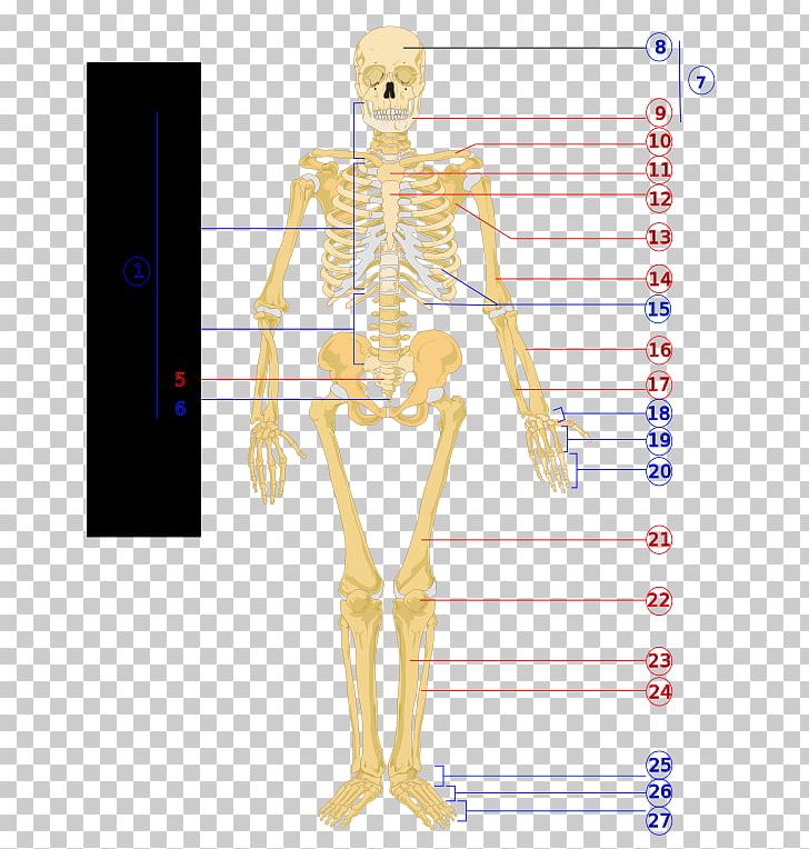 Human Skeleton Human Body Diagram Physiology PNG, Clipart, Anatomy, Appendicular Skeleton, Arm, Bone, Costume Design Free PNG Download