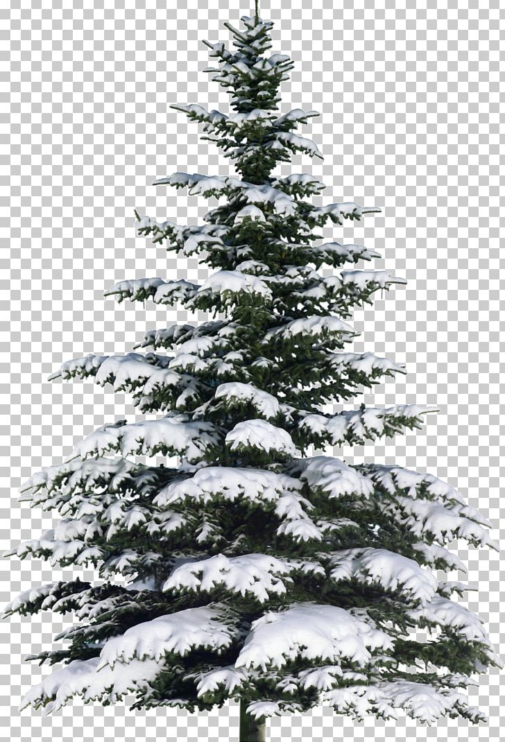 Spruce Christmas Tree Fir Poster PNG, Clipart, Baum, Christmas Day, Christmas Decoration, Christmas Ornament, Christmas Tree Free PNG Download