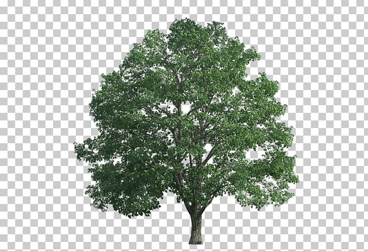 Venerable Trees: History PNG, Clipart, Branch, Deciduous, English Oak, Leaf, Nature Free PNG Download