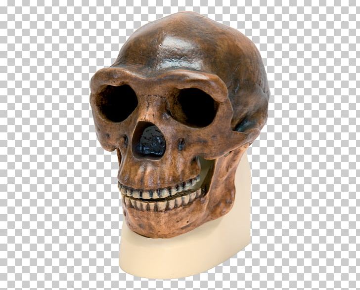 Peking Man Skull Anatomy Science Homo Sapiens PNG, Clipart, Anatomy, Anthropology, Biology, Bone, Great Apes Free PNG Download