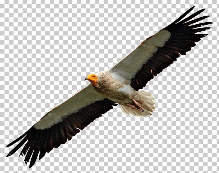 Egyptian Vulture Turkey Vulture Bald Eagle Bird PNG, Clipart, Accipitriformes, American Flamingo, Animals, Bald Eagle, Beak Free PNG Download
