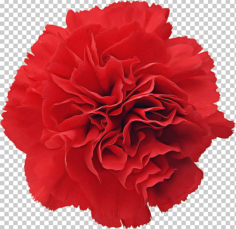 Red Flower Carnation Cut Flowers Plant PNG, Clipart, Carnation, Common Peony, Cut Flowers, Dianthus, Flower Free PNG Download