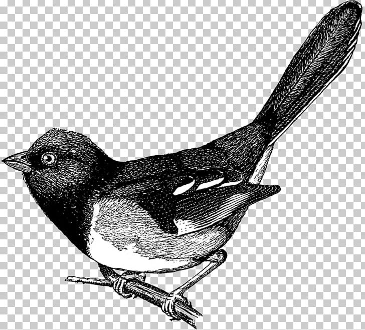 Bird Drawing PNG, Clipart, Animals, Art, Beak, Bird, Bird Nest Free PNG Download