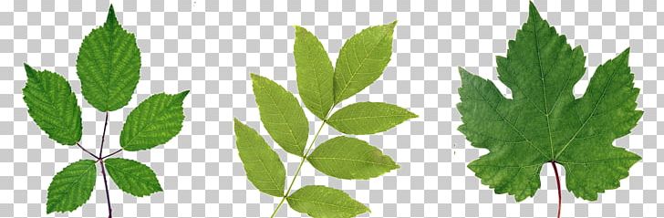 Leaf Broad-leaved Tree Branch Forest PNG, Clipart, Askur, Birch, Branch, Broadleaved Tree, Forest Free PNG Download