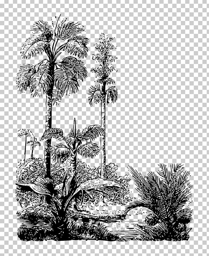 Asian Palmyra Palm Drawing Arecaceae Pine /m/02csf PNG, Clipart, Arecaceae, Arecales, Artwork, Asian Palmyra Palm, Black And White Free PNG Download