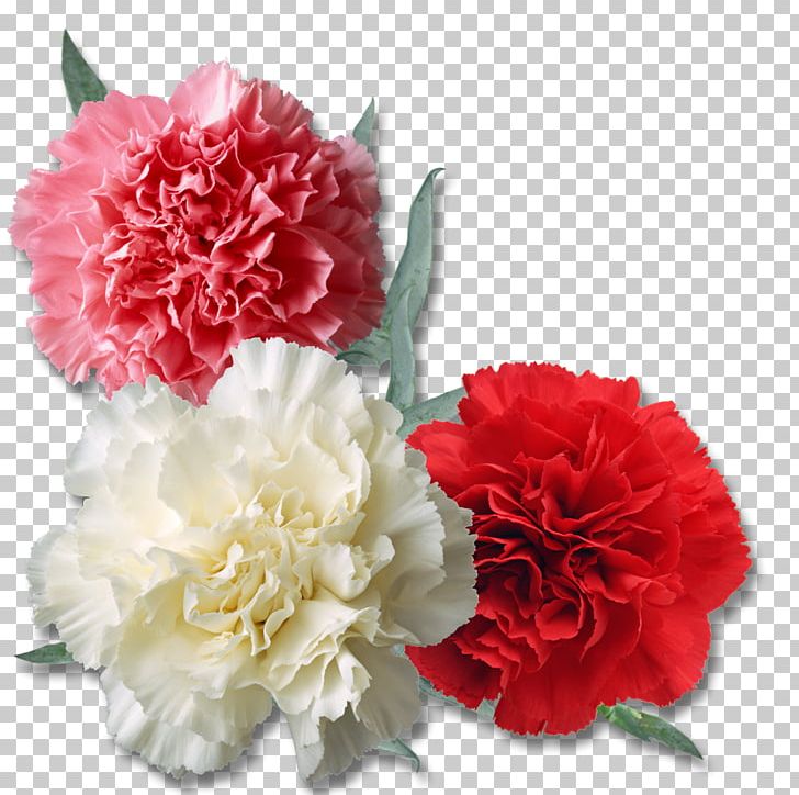 Dianthus PNG, Clipart, Carnation, Cut Flowers, Designer, Dianthus, Download Free PNG Download