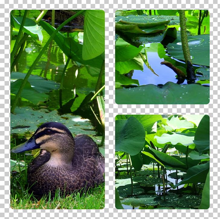 Duck Goose Ecosystem Fauna Water PNG, Clipart, Animals, Aquatic Plant, Aquatic Plants, Beak, Bird Free PNG Download
