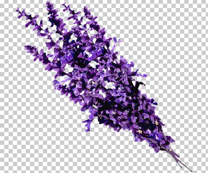Essential Oil Lavender Oil Perfume PNG, Clipart, Almond Oil, Aroma Compound, Aromatherapy, Branch, Candle Free PNG Download