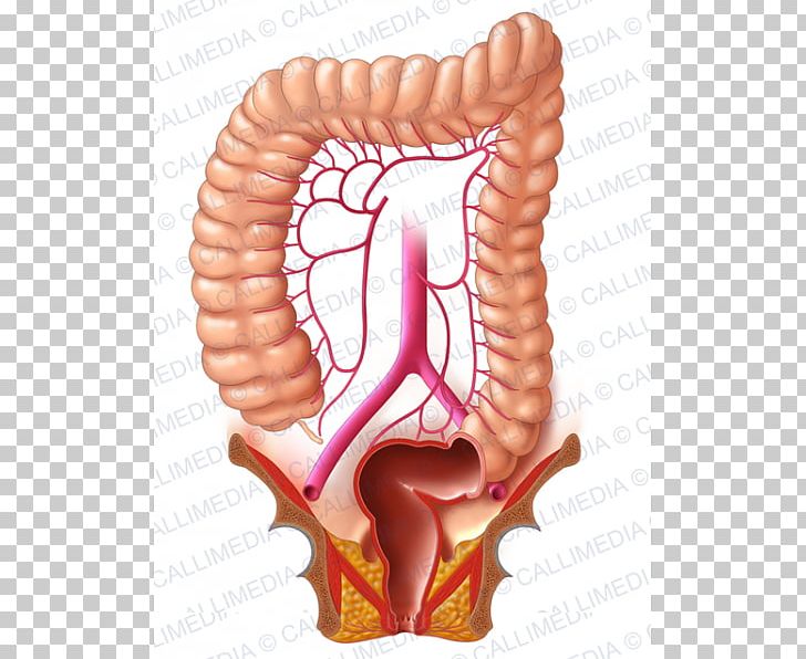 Human Digestive System Lymphatic System Sigmoid Colon Large Intestine Digestion PNG, Clipart, Abdomen, Blood Vessel, Cancer, Colectomy, Colon Free PNG Download