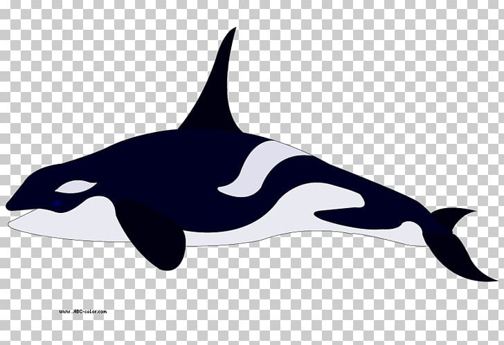 Pygmy Killer Whale Dolphin Coloring Book PNG, Clipart, Blue Whale, Common Bottlenose Dolphin, Drawing, False Killer Whale, Fauna Free PNG Download