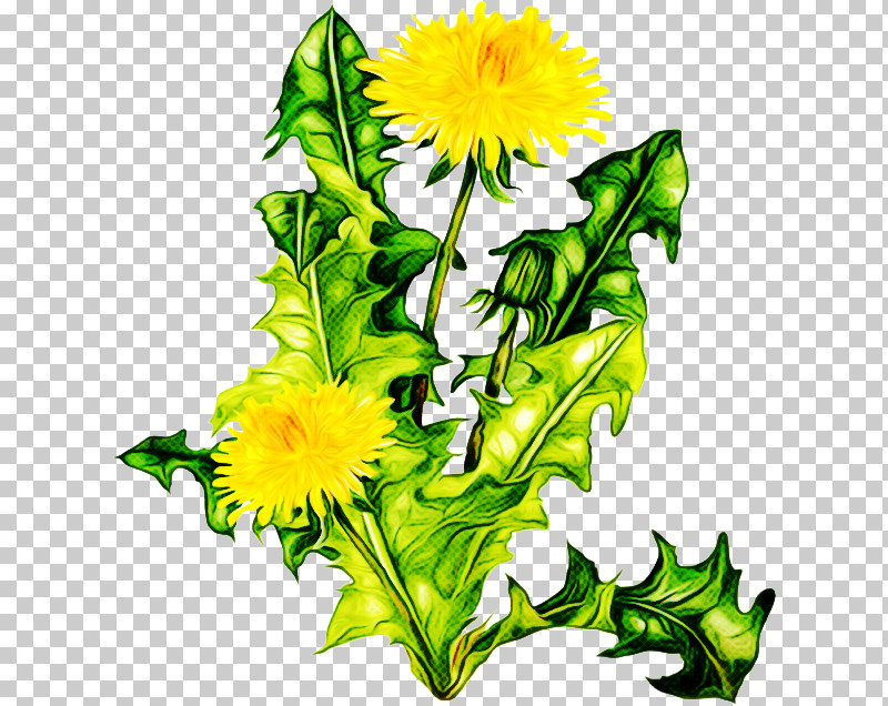 Sunflower PNG, Clipart, Cut Flowers, Dandelion, Flower, Plant, Sunflower Free PNG Download