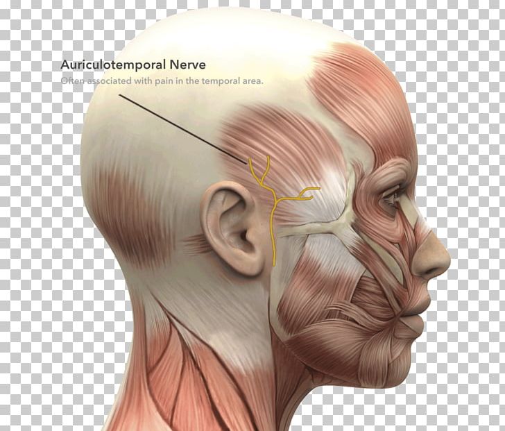 Facial Muscles Face Anatomy Facial Nerve PNG, Clipart, Anatomy, Arm, Bone, Eyebrow, Face Free PNG Download