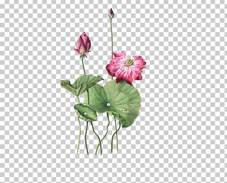 Ink Wash Painting Gongbi Illustration PNG, Clipart, Annual Plant, Art, Artificial Flower, Bud, Cut Flowers Free PNG Download