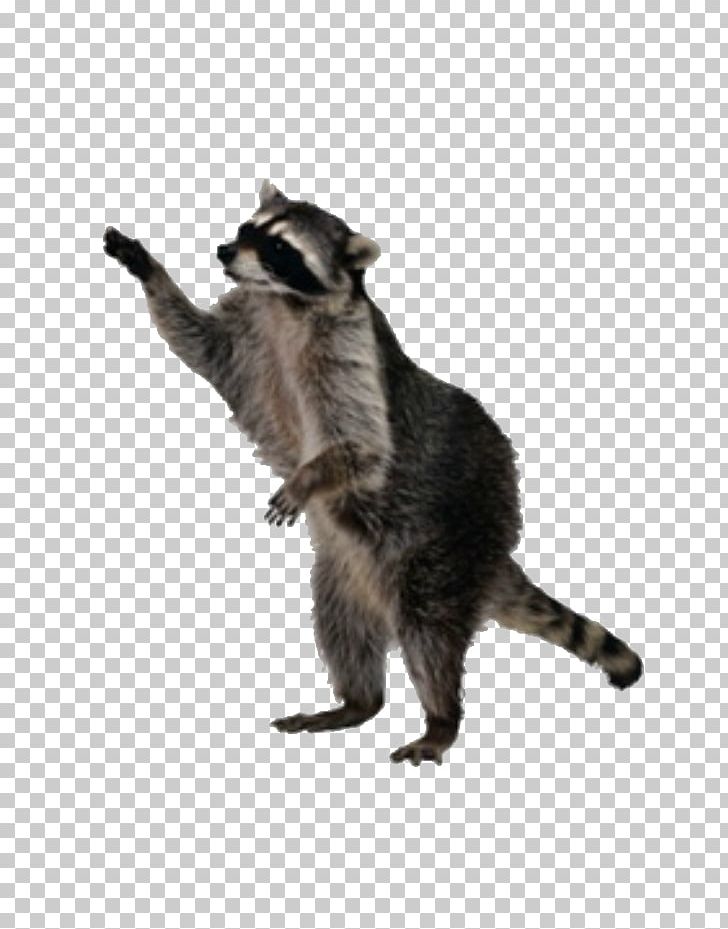 Raccoon Squirrel PNG, Clipart, Animals, Aquarelle Raccoon, Carnivoran, Computer Icons, Fauna Free PNG Download