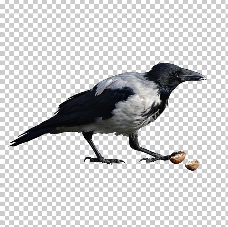 American Crow Eurasian Magpie Wild Boar Ochota PNG, Clipart, American Crow, Beak, Bird, Crow, Crow Like Bird Free PNG Download