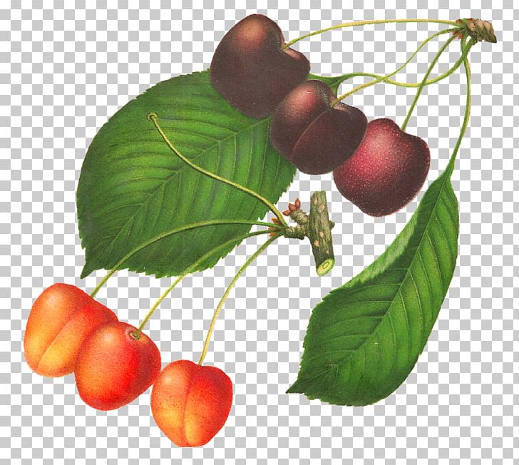 Botanical Illustration Cherry Drawing PNG, Clipart, Art, Berry, Botanical Illustration, Botany, Cherry Free PNG Download