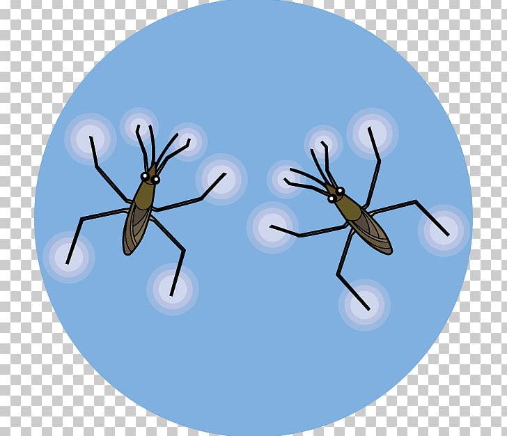 Mosquito Aquatic Insect Water Striders Illustration PNG, Clipart, Aquatic Animal, Aquatic Insect, Arthropod, Download, Fly Free PNG Download