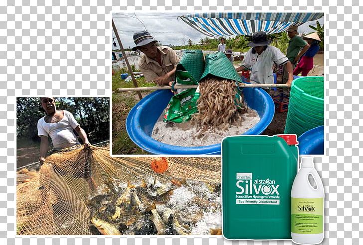 Plastic Food Water PNG, Clipart, Aquaculture, Fauna, Food, Nature, Plastic Free PNG Download