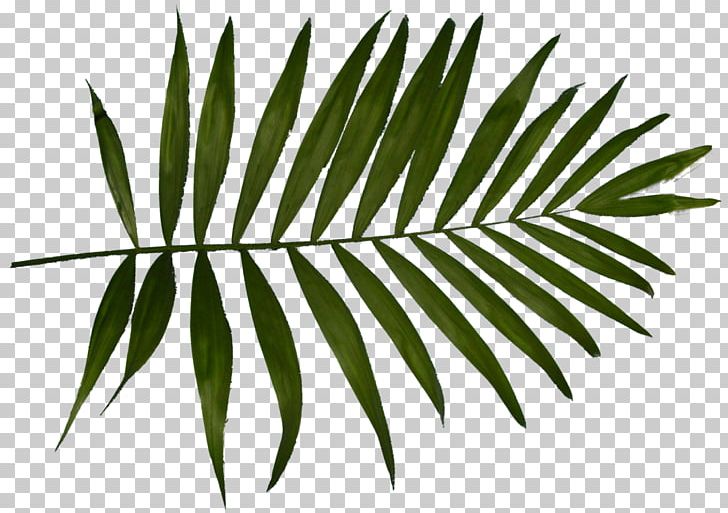 Arecaceae Hi Brow Beauty Bar Leaf White Plant Stem PNG, Clipart, Arecaceae, Arecales, Aveda, Bar, Beautician Free PNG Download