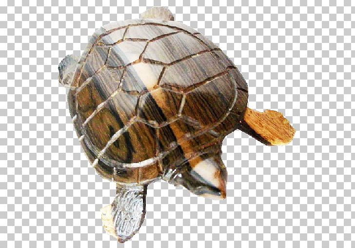 Box Turtles Tortoise Sea Turtle PNG, Clipart, Black Turtle Bean, Box Turtle, Box Turtles, Emydidae, Reptile Free PNG Download