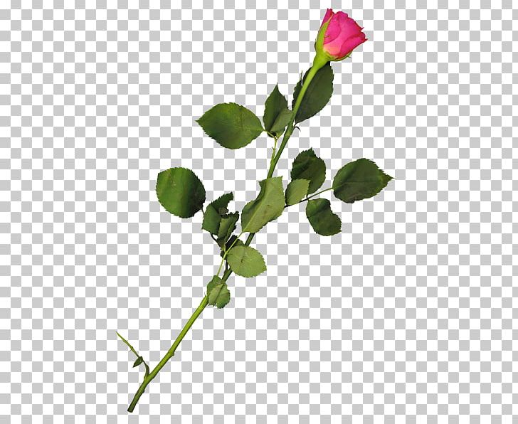 Flower Bouquet PNG, Clipart, Blog, Branch, Bud, Color, Computer Software Free PNG Download