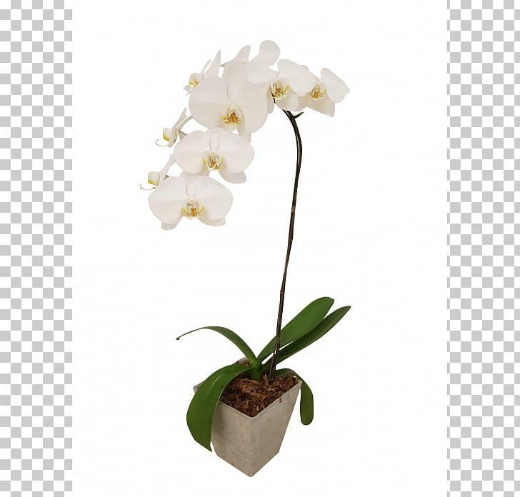 Moth Orchids Cattleya Orchids Cut Flowers PNG, Clipart, Artificial Flower, Cattleya, Cattleya Orchids, Com, Cut Flowers Free PNG Download
