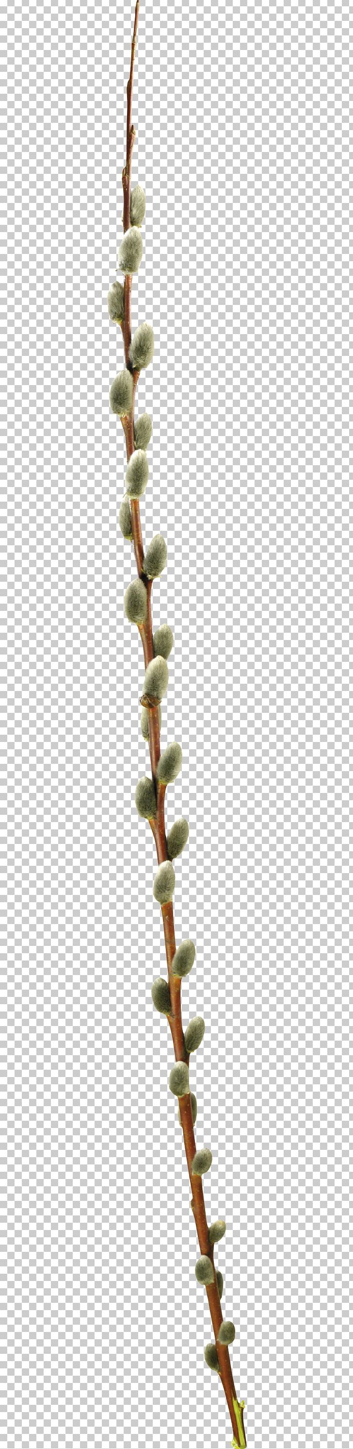 Willow Photography PNG, Clipart, Artificial Kidney, Blog, Branch, Display Resolution, Flower Free PNG Download