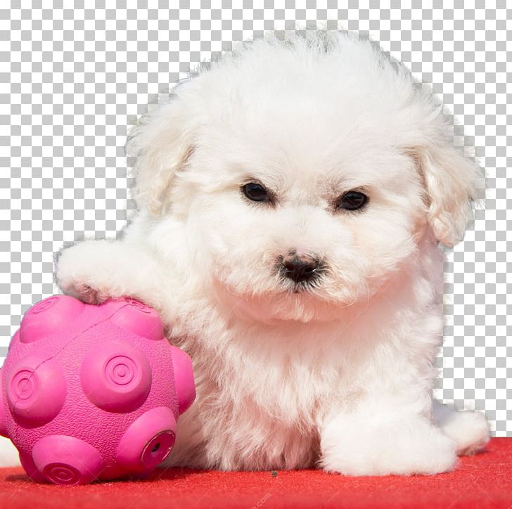 Bolonka Cavachon Puppy Breed PNG, Clipart, Animal, Bolognese, Carnivoran, Companion Dog, Disco Ball Free PNG Download