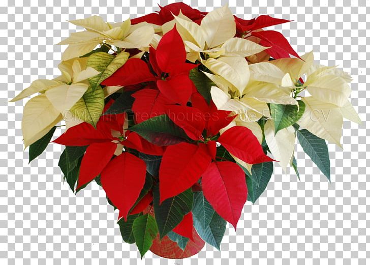 Floral Design Cut Flowers Poinsettia Flower Bouquet PNG, Clipart, Christmas Eve, Cut Flowers, Flor, Floral Design, Floristry Free PNG Download