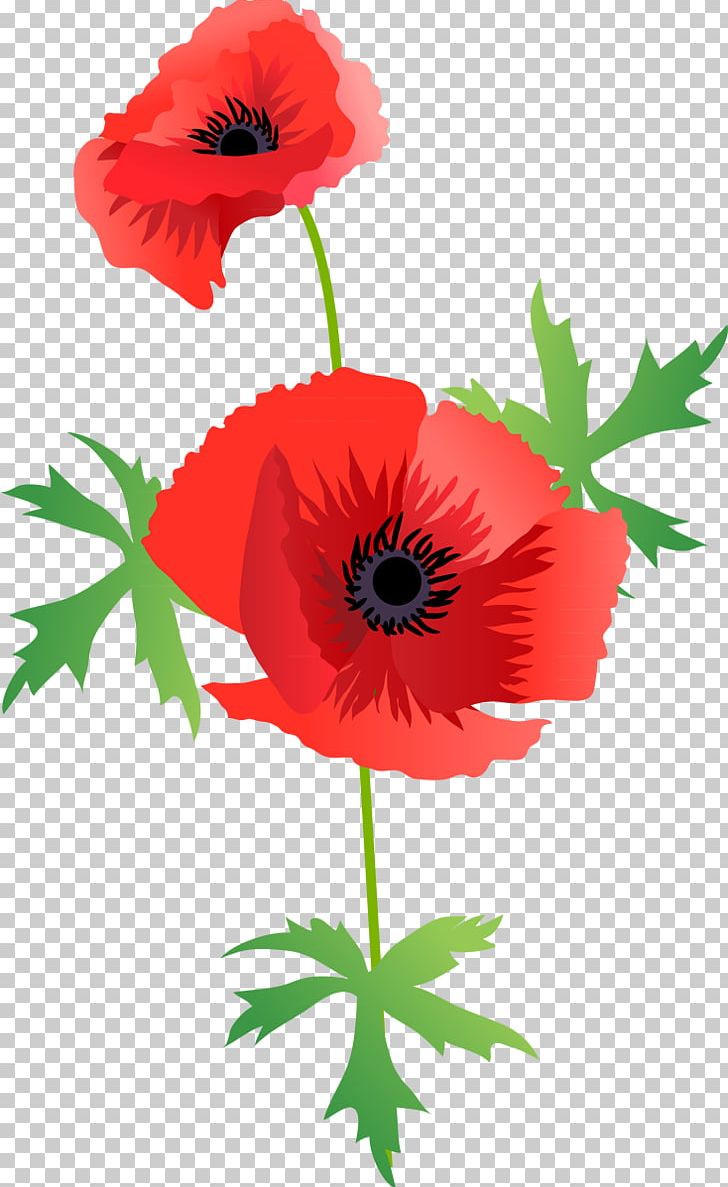 Flowering Plant Poppy Cut Flowers PNG, Clipart, Anemone, Annual Plant, Cicek, Cicek Resimleri, Common Poppy Free PNG Download