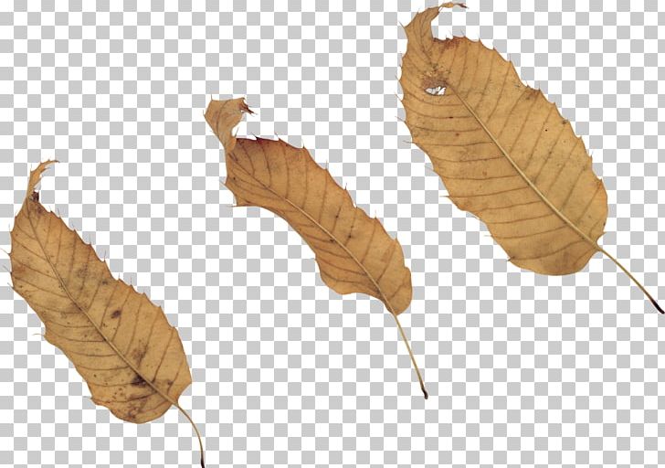 Leaf Portable Network Graphics Photography PNG, Clipart, Branch, Digital Image, Flower, Leaf, Lilac Free PNG Download
