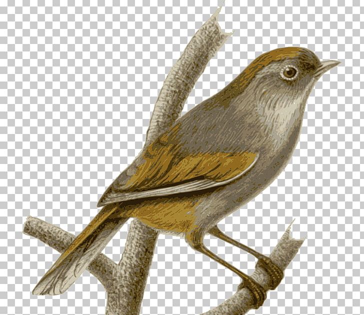 Sparrow PNG, Clipart, Sparrow Free PNG Download