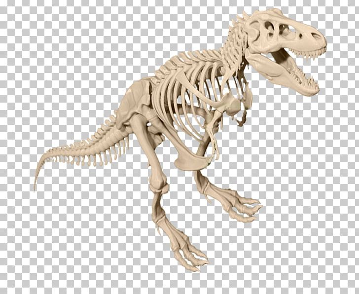 Tyrannosaurus Velociraptor Dinosaur Skeleton Aucasaurus PNG, Clipart, Animal, Animal Figure, Aucasaurus, Bone, Dinosaur Free PNG Download
