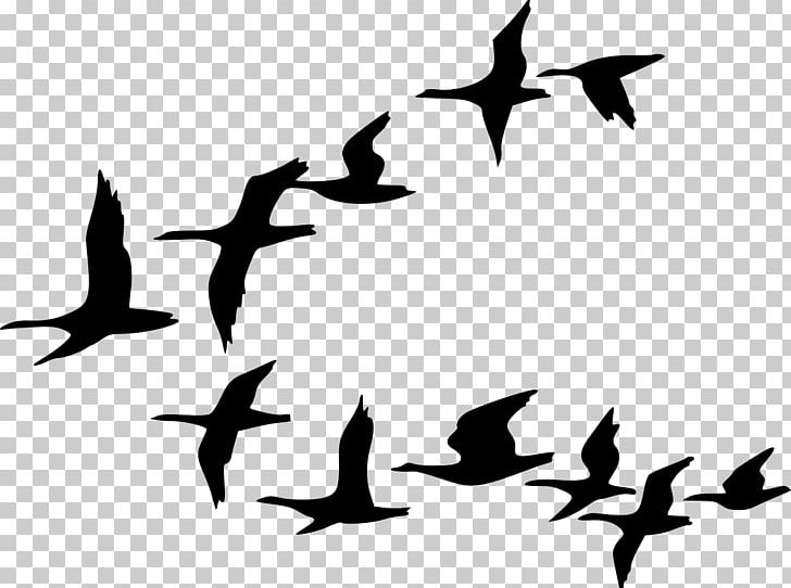 Flock Bird Migration Goose PNG, Clipart, Animal Migration, Animals, Beak, Bird, Bird Migration Free PNG Download